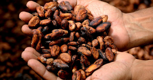 Cocoa seeds